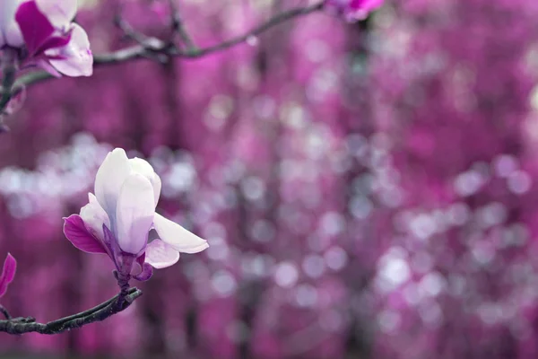 Bloeiende magnolia tak van een boom in de tuin. — Stockfoto