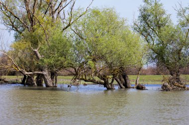 Tuna Nehri 'nin manzarası. Tuna Nehri. Güzel gökyüzü ve nehir.