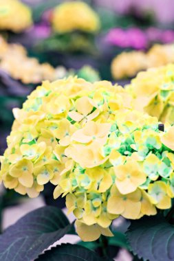 Hydrangea Macrophylla