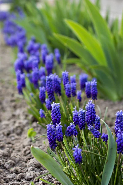 Muscari flowers, Muscari armeniacum, Grape Hyacinths spring flowers — Stock Photo, Image