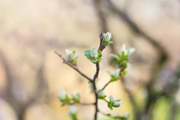 A branch of a tree with blooming buds. — Stock Photo, Image