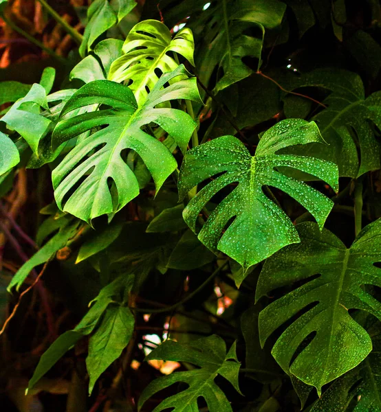 熱帯の葉で作られた創造的な蛍光色のレイアウト. — ストック写真