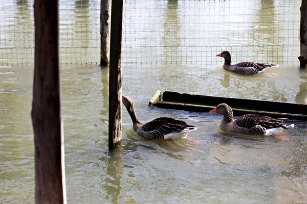 Plavání s kačenky ve vodě v kachně — Stock fotografie