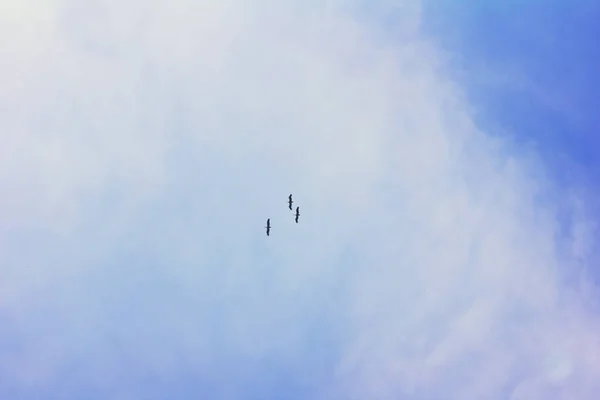 O rebanho de pássaros voadores no céu azul . — Fotografia de Stock