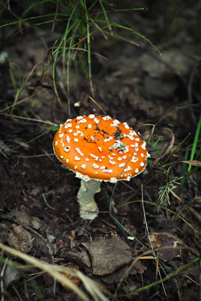 Amanita en el bosque. — Foto de Stock