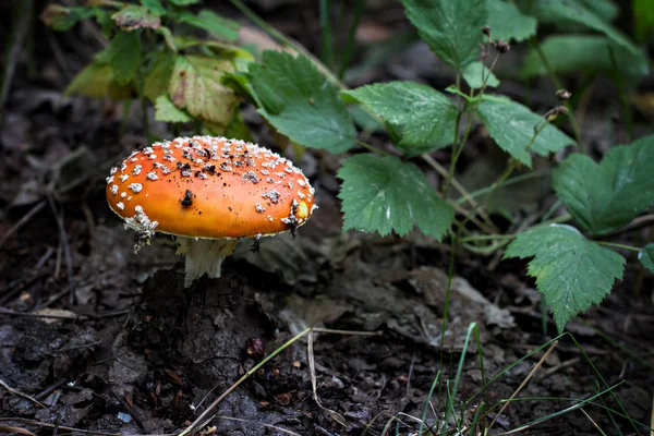 Amanita en el bosque. — Foto de Stock