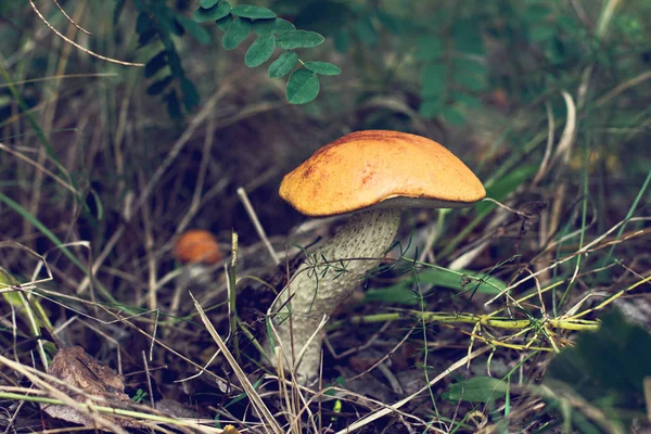 Fungo bianco nella foresta. — Foto Stock