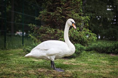 Göle yakın bir çayırda beyaz kuğu.
