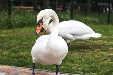 Göle yakın bir çayırda beyaz kuğu.