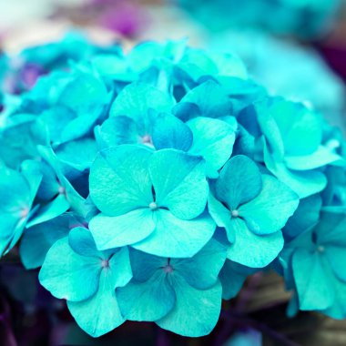 Hydrangea Macrophylla