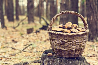 Yabani mantar ile Sepet.