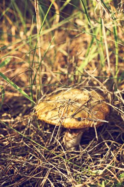 Ahşap arka planda orman mantarları. 