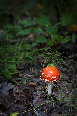 Amanita ormanda..