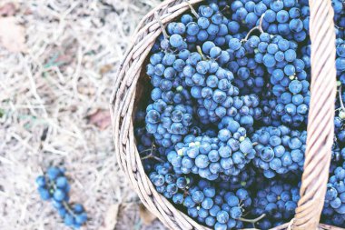 Sepet içinde karanlık üzüm. Üzüm hasat.