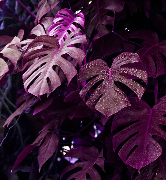 Layout de cor fluorescente criativo feito de folhas tropicais . — Fotografia de Stock