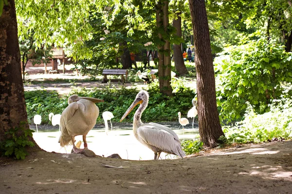 Pelicani che riposano da uno stagno . — Foto Stock