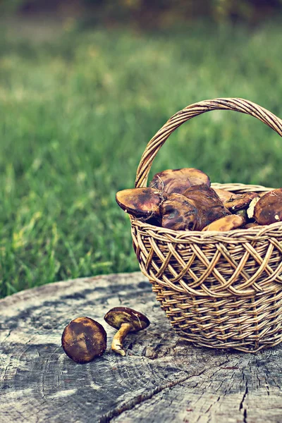 Basket with wild mushrooms. — Stock Photo, Image