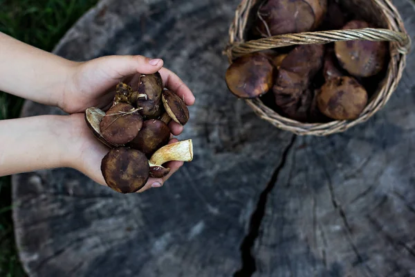 Basket with wild mushrooms. — Stock Photo, Image