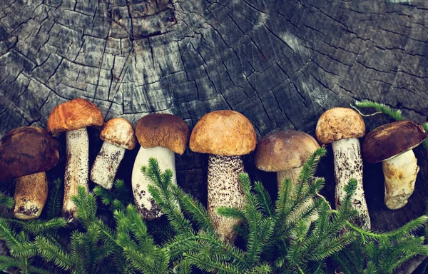 Forest mushrooms on a wooden background. — Stock Photo, Image
