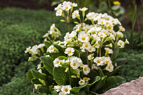 Fleurs blanches de printemps. Anémone (anémone) blanche — Photo