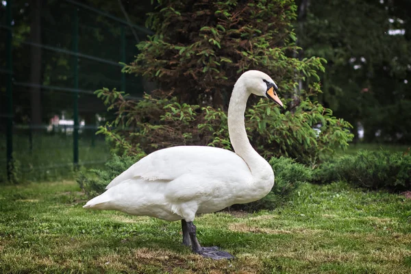 White swan in a meadow near the lake. — Stock Photo, Image