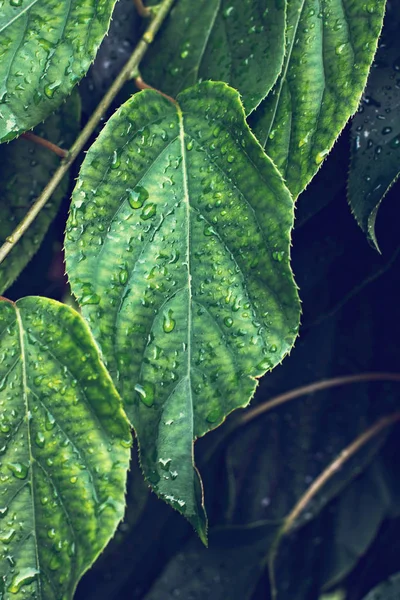 Folha em uma árvore. Textura. conceito natural . — Fotografia de Stock