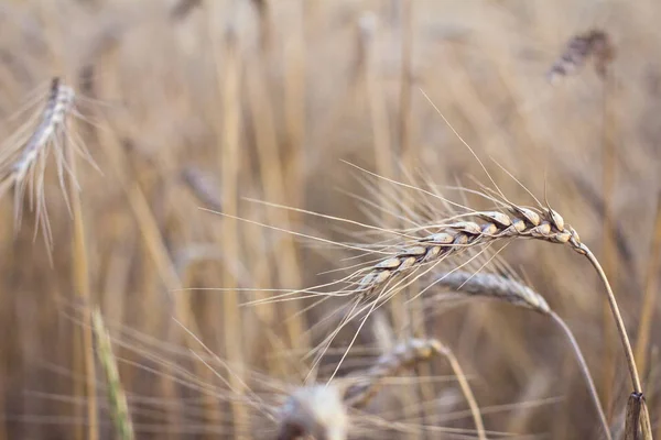 Ears of wheat.  golden wheat field and sunny day