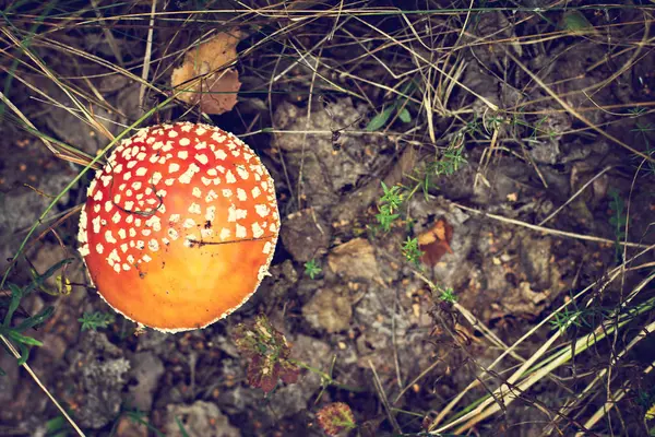 Amanita en el bosque. — Foto de Stock