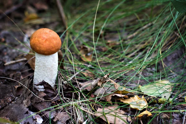 Bílá houba v lese. — Stock fotografie
