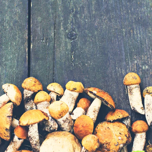 Лісові гриби на дерев'яному фоні . — стокове фото