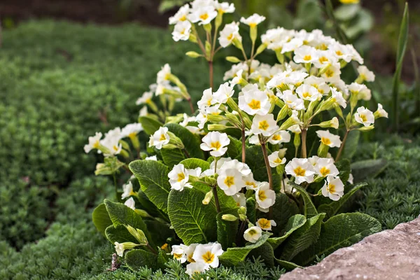 Fleurs blanches de printemps. Anémone (anémone) blanche — Photo