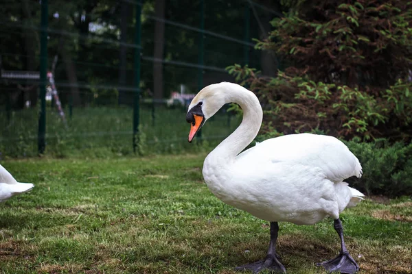 Weißer Schwan auf einer Wiese am See. — Stockfoto