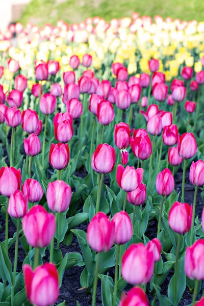 Field, flower bed with pink tulips