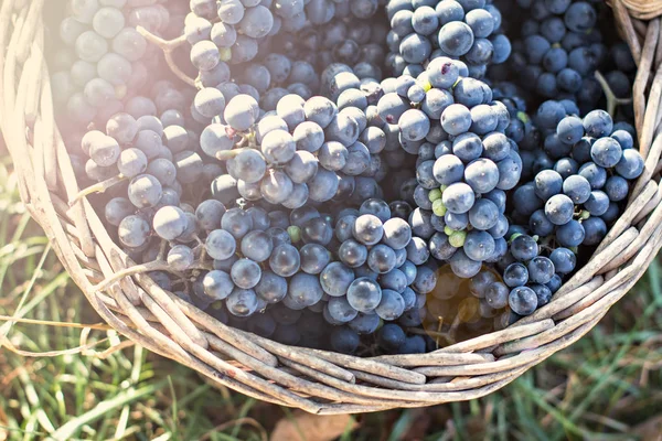 Dunkle Trauben in einem Korb. Weinlese. — Stockfoto