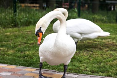 Göle yakın bir çayırda beyaz kuğu.
