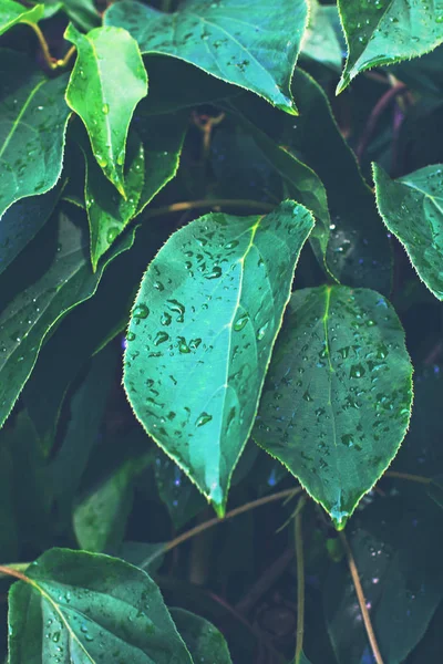 Hoja en un árbol. Textura. concepto natural . — Foto de Stock