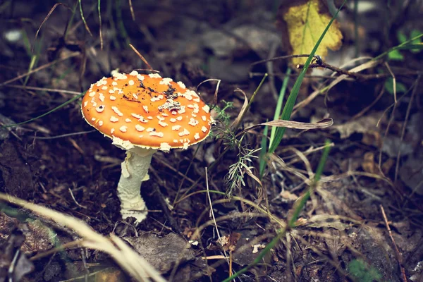 Amanita in het bos. — Stockfoto