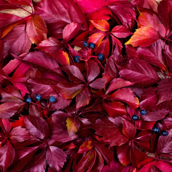 Red autumn leaves on a wooden background. Frame of autumn leaves.