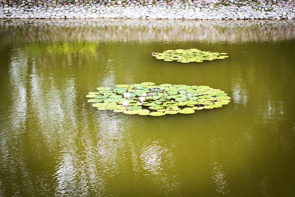 Water lilies in the water on a lake in a park — Stock Photo, Image