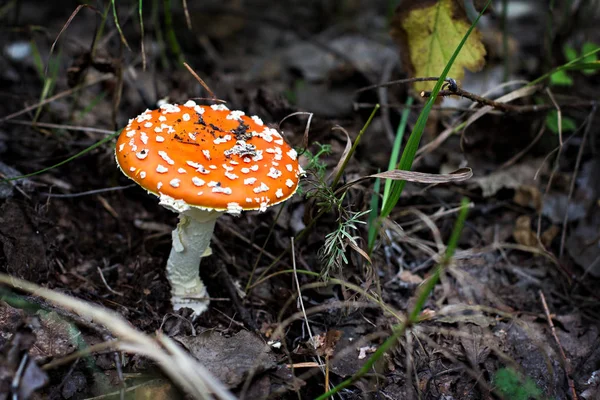 Amanita en el bosque. — Foto de Stock