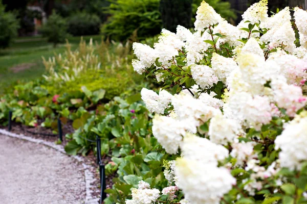 Λευκές ορτανσίες στον κήπο στο πάρκο — Φωτογραφία Αρχείου