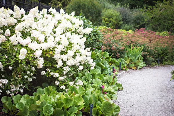 Arbustos de hortensias blancas en el jardín en el parque Imágenes de stock libres de derechos