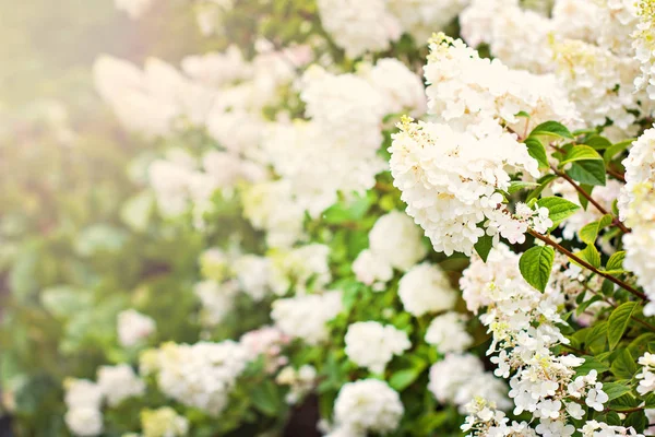 Arbustos de hortensias blancas en el jardín en el parque Imagen de archivo
