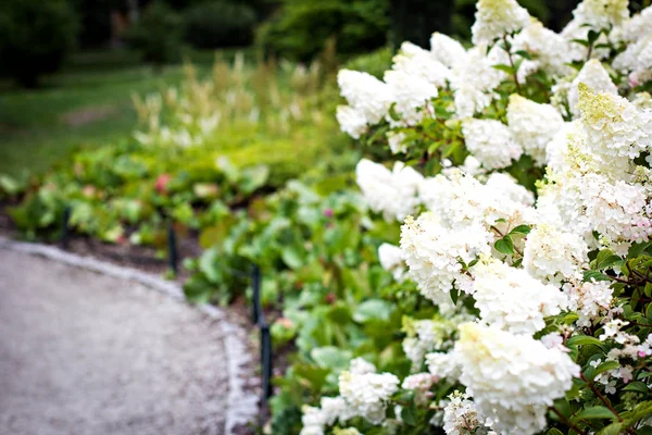 Arbustos de hortensias blancas en el jardín en el parque Fotos de stock libres de derechos