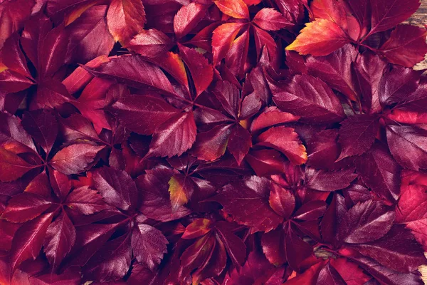 Red autumn leaves on a wooden background. Frame of autumn leaves.