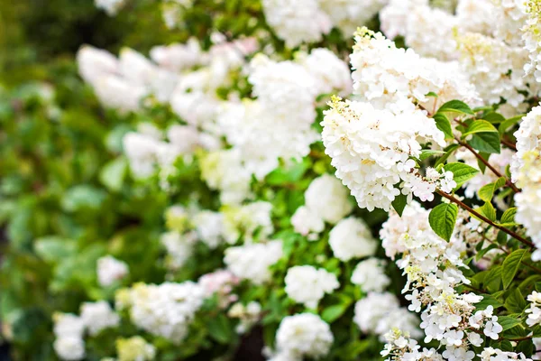 Arbustos de hortensias blancas en el jardín en el parque Fotos de stock