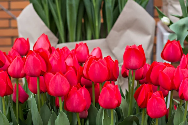 A lot of tulips at an exhibition of flowers. Tulips. A bouquet of pink tulips.