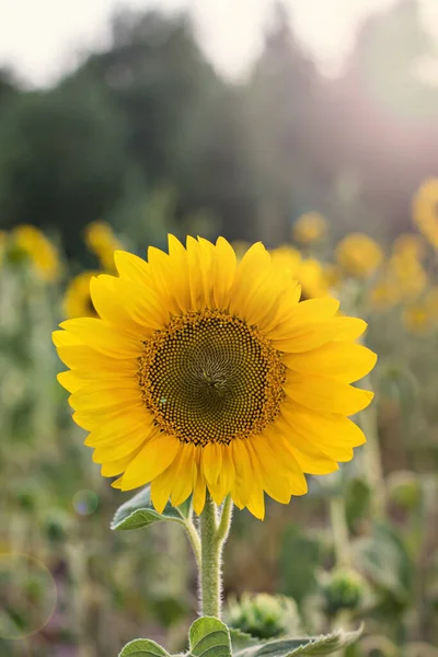 Sunflower flower on a field with flowers.  sunflowers in the field in summer