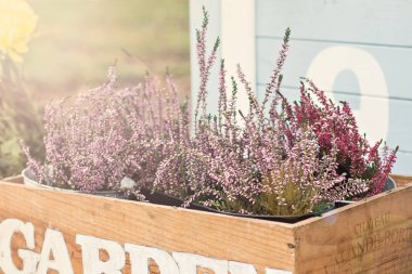 Bahçe bahçesinde, verandada sonbahar durgun. Heather, ayçiçekleri, balkabakları, tahta kutulardaki çiviler, sonbahar natürmortları