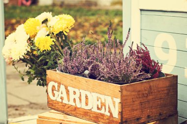 Bahçe bahçesinde, verandada sonbahar durgun. Heather, ayçiçekleri, balkabakları, tahta kutulardaki çiviler, sonbahar natürmortları